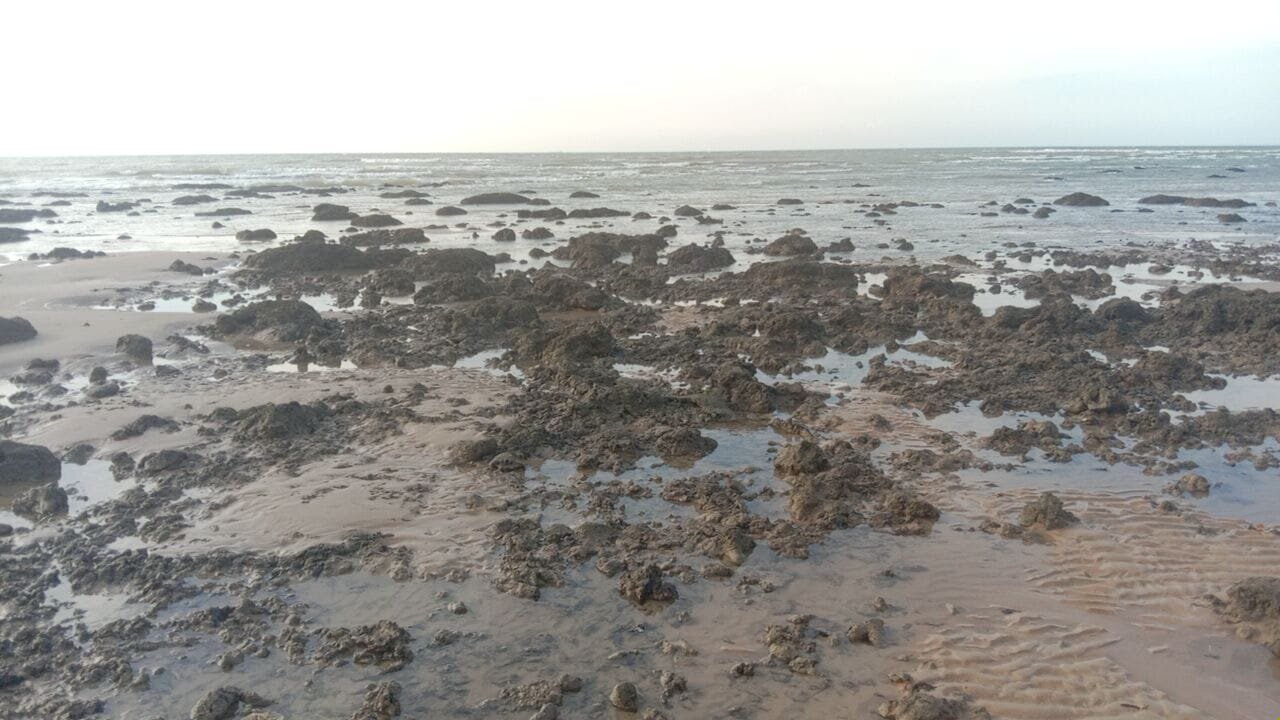 Hamparan Karang yang Muncul Saat Surut
