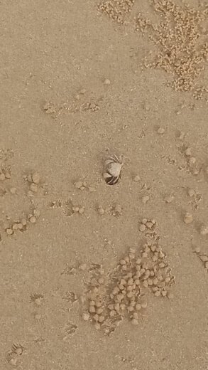 Kepiting Gelembung Pasir