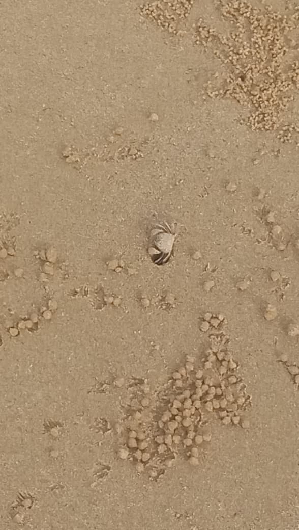 Tingkatan Organisasi Individu Kepiting Gelembung Pasir
