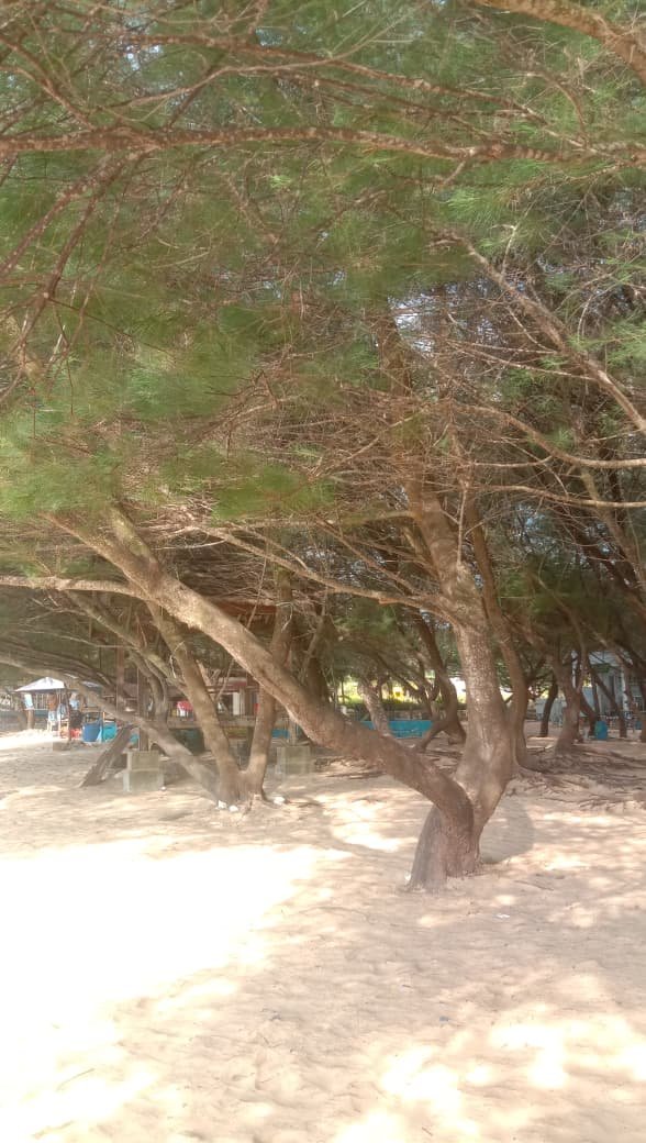 Tingkatan Organisasi Populasi Pohon Cemara Udang
