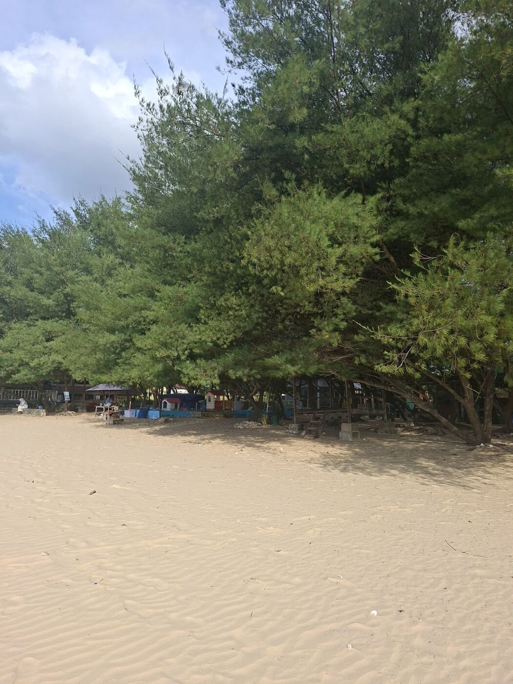 Deretan Pohon Cemara di Tepi Pantai